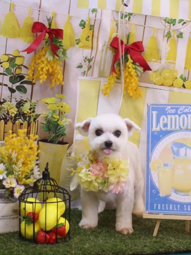 20240417うららちゃん